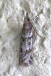 Eudonia angustea