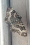 Epirrhoe alternata