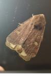 Xestia xanthographa