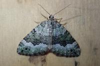 Colostygia aptata