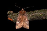 Helotropha leucostigma