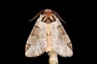 Drymonia obliterata