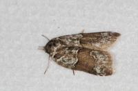 Nycteola siculana