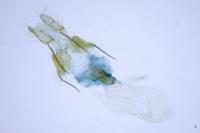 Nycteola siculana