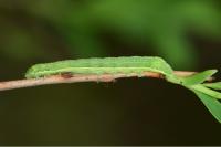 Orthosia incerta