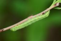 Orthosia incerta