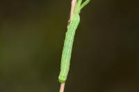 Orthosia incerta