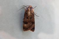 Agrotis trux