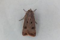 Agrotis trux