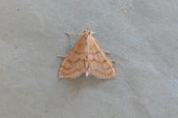 Paracorsia repandalis