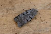 Eugnorisma glareosa
