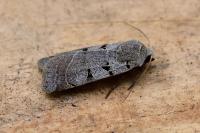 Eugnorisma glareosa