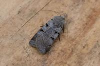 Eugnorisma glareosa