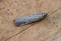 Phycitodes albatella