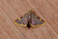 Hypsopygia costalis