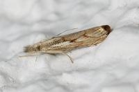 Agriphila geniculea