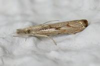 Agriphila geniculea