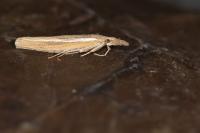 Agriphila tristella