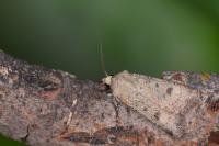 Agrotis trux