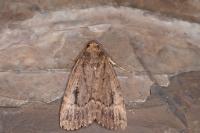 Amphipyra pyramidea