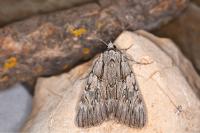 Catocala optata