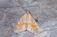 Pennithera firmata firmata