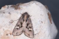 Trigonophora jodea