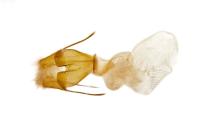 Caradrina montana rougemonti