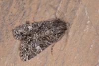 Apamea furva
