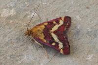 Pyrausta ostrinalis