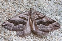 Scotopteryx peribolata