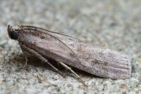 Dioryctria pineae
