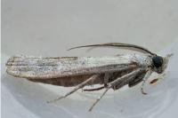 Dioryctria pineae