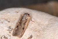Euxoa obelisca obelisca