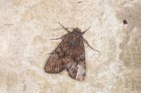 Mniotype solieri