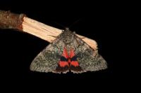 Catocala elocata
