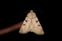 Eugnorisma glareosa