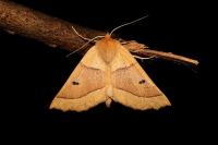 Crocallis elinguaria