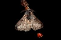 Trichiura crataegi
