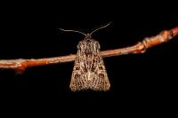Tholera decimalis