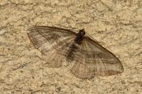 Costaconvexa polygrammata