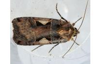 Xestia c-nigrum