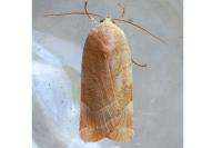 Noctua tirrenica