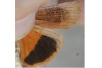 Noctua tirrenica
