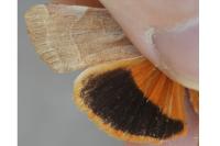 Noctua tirrenica