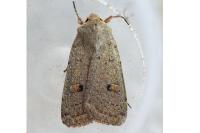 Xestia castanea