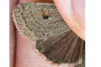 Xestia castanea