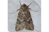 Anarta trifolii