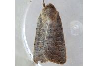 Hoplodrina ambigua/blanda