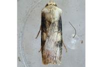 Agrotis puta